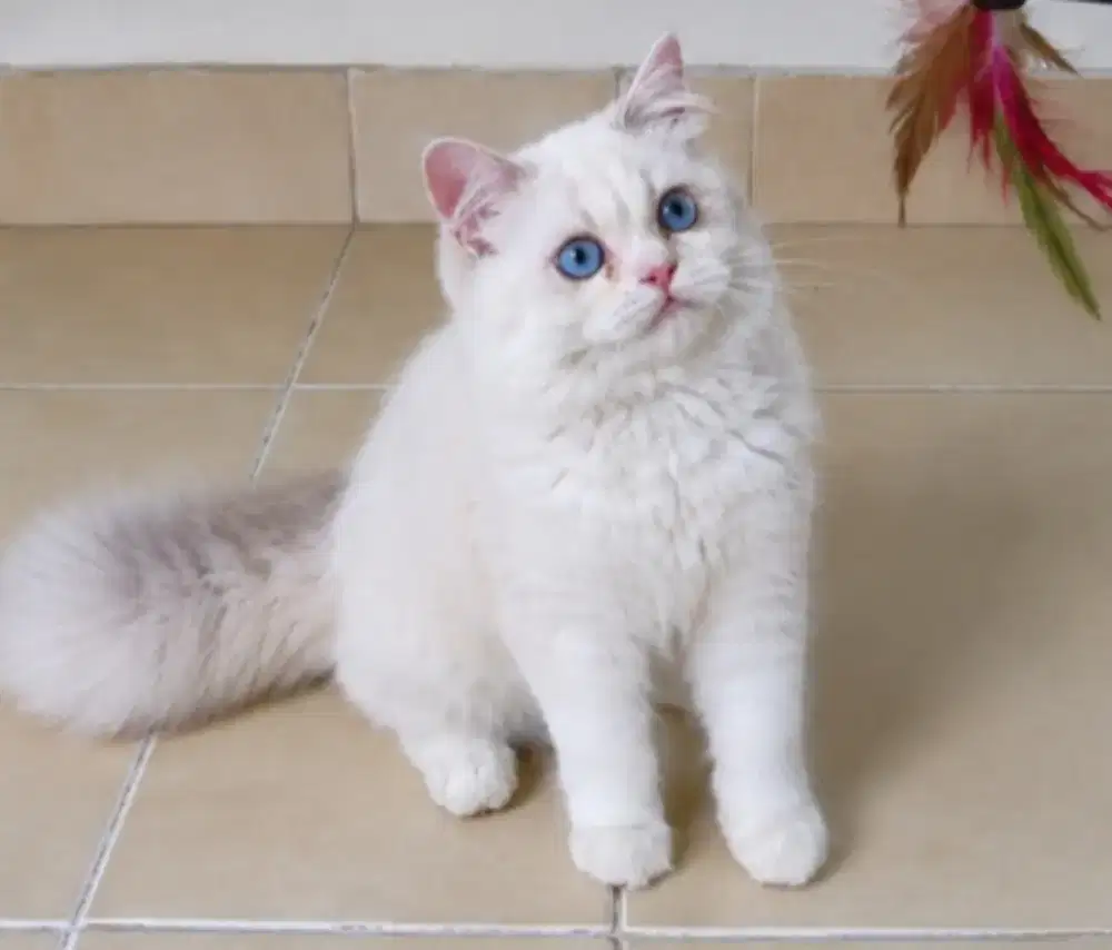 Ragdoll betina 6 bulan