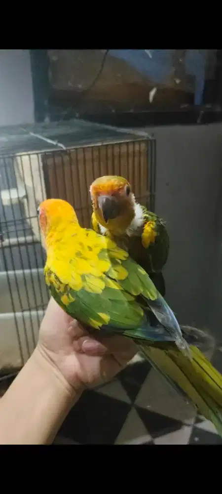 Sunconure dna sepasang