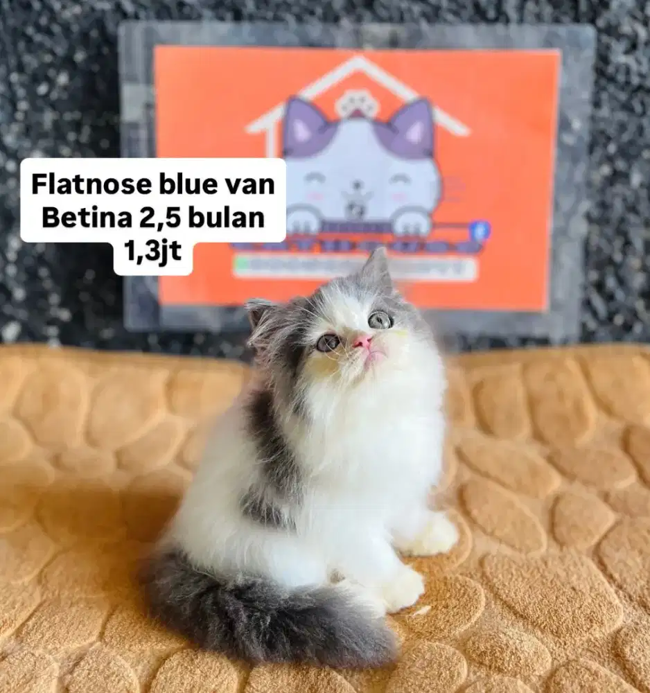 Kucing persia peaknose flatnose luccu lucu