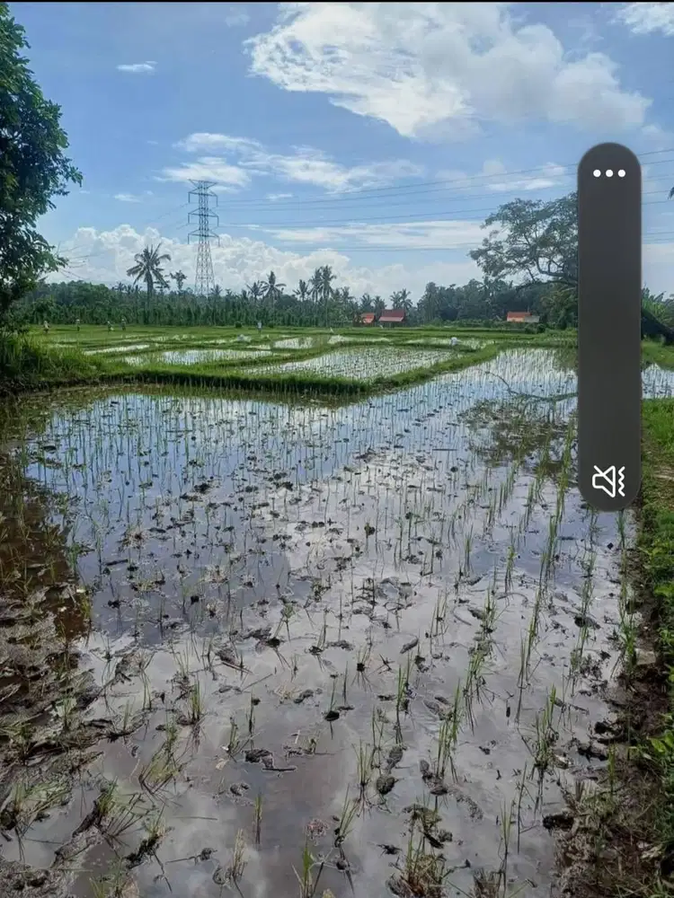 Tanah Sawah Lokasi Desa Paspan Licin Banyuwangi