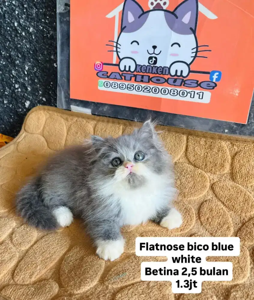 Kucing persia peaknose flatnose lucuu lucu