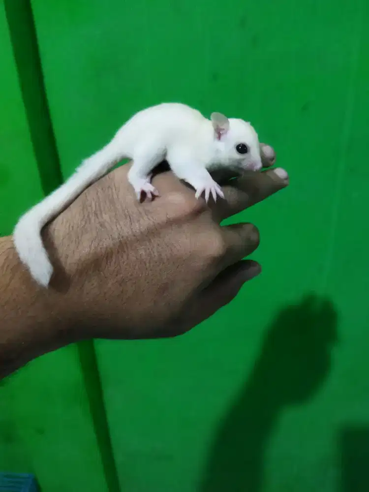 Sugar Glider creamoz