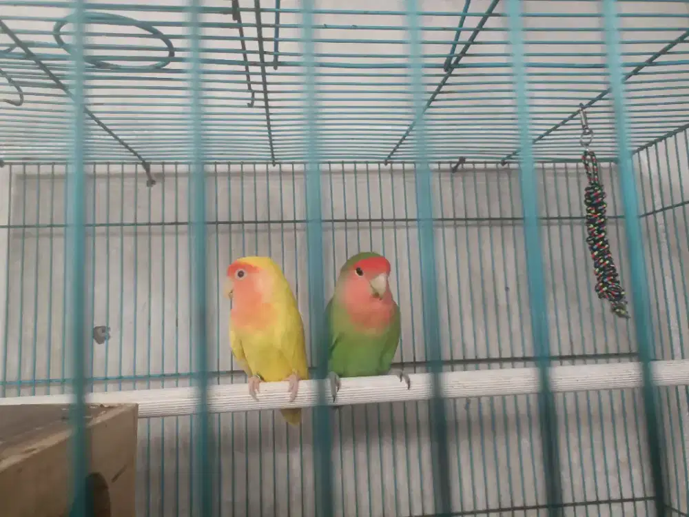 Lovebird Nonklep / LB NK siapan