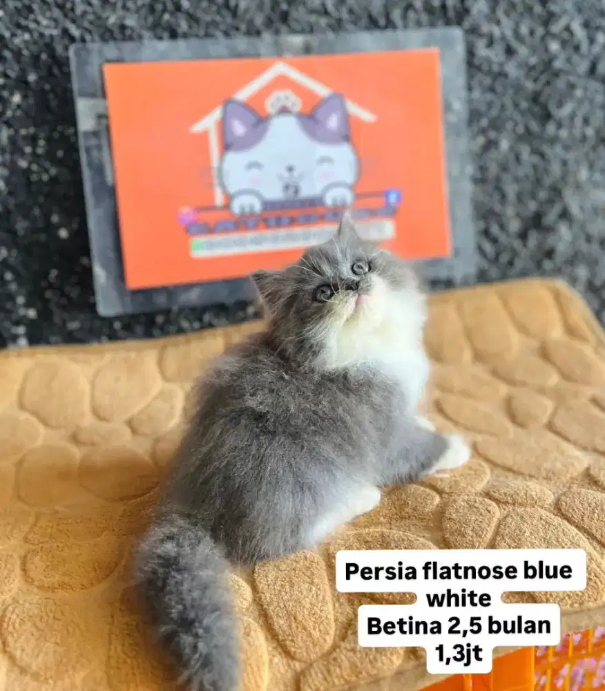 Kucing persia peaknose flatnose lucu gemoy