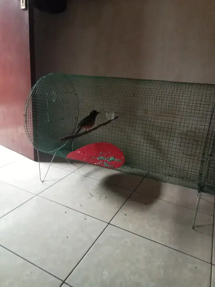 Murai pastol muda+kandang+umbaran