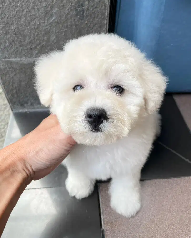 Bichon frise betina