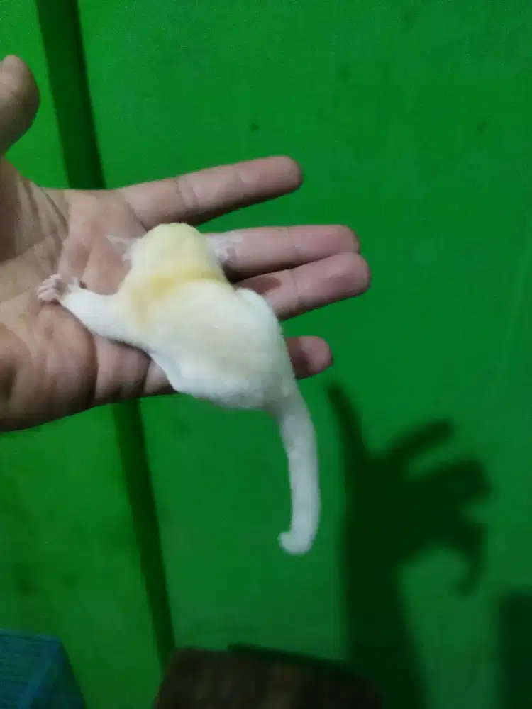 sugar glider creamoz