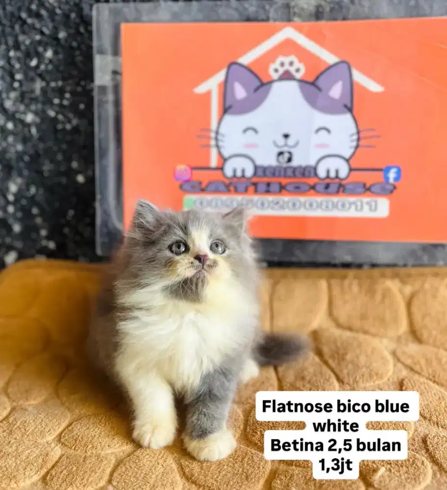 Kucing persia peaknose flatnose lucu gemmoy