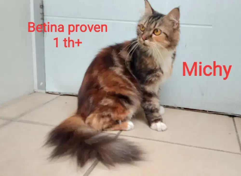 Kucing persia medium betina