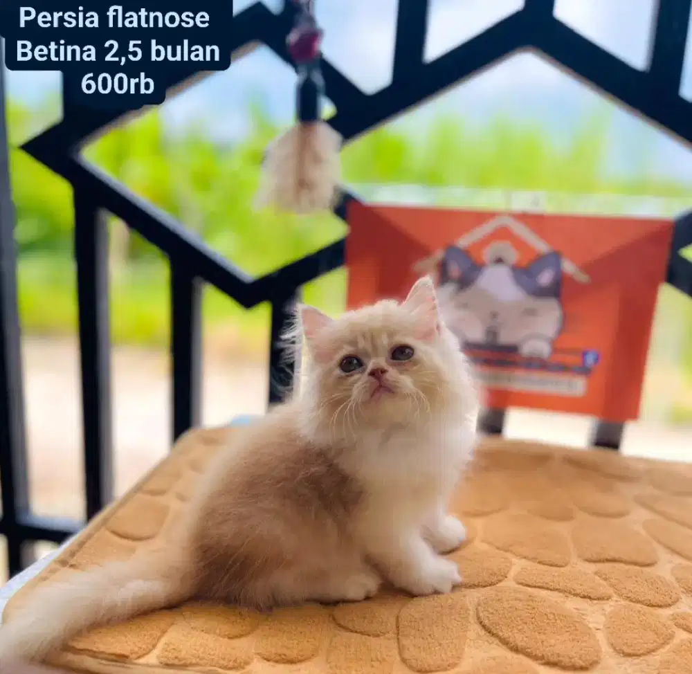 Kucing persia peaknose flatnose lucu gemioy