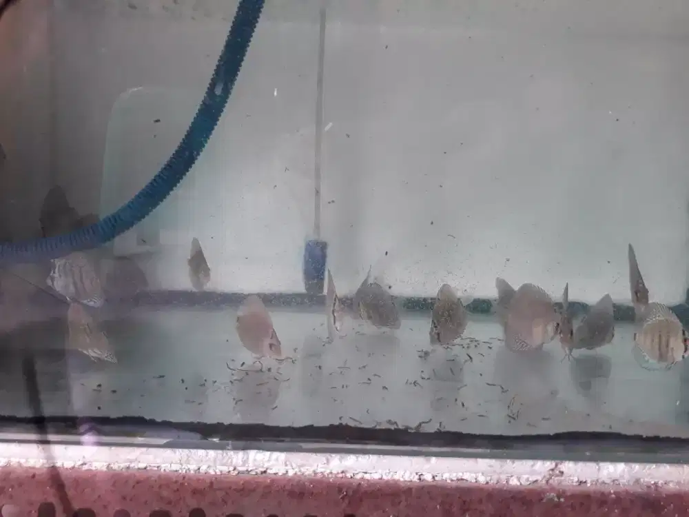 Ikan diskus tiger x blue scorpion