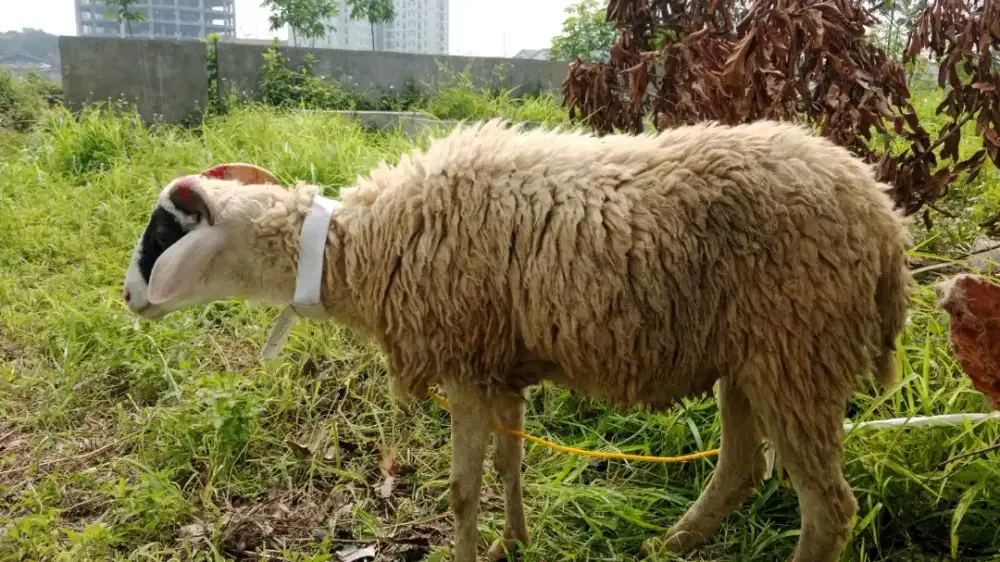 Domba murah#domba qurban bandung 2026#domba gratis ongkir#domba garut