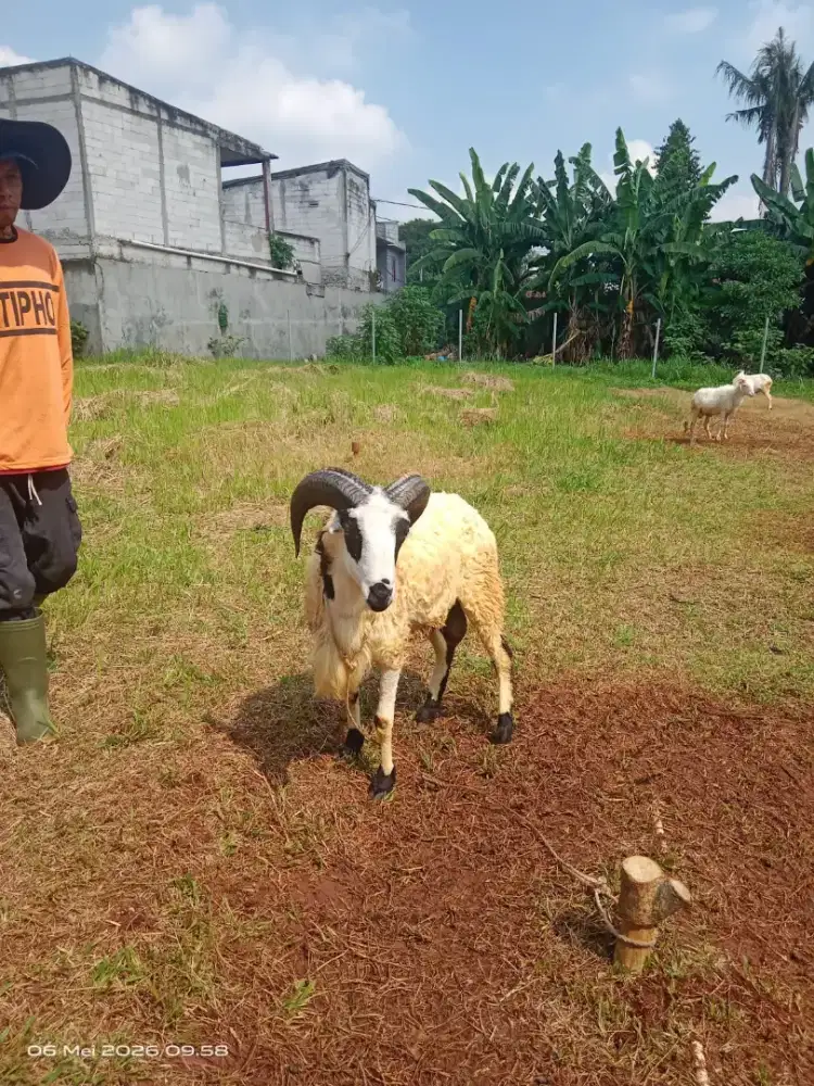 Jual Hewan Qurban