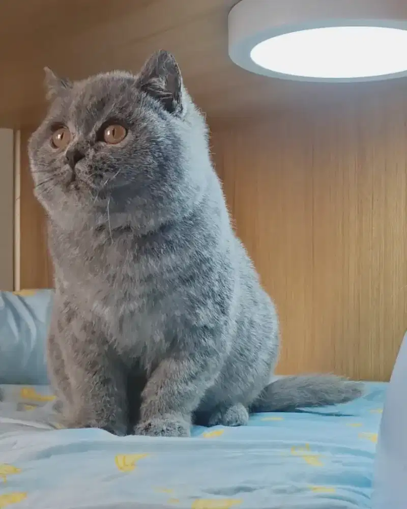 KUCING BRITISH SHORTHAIR