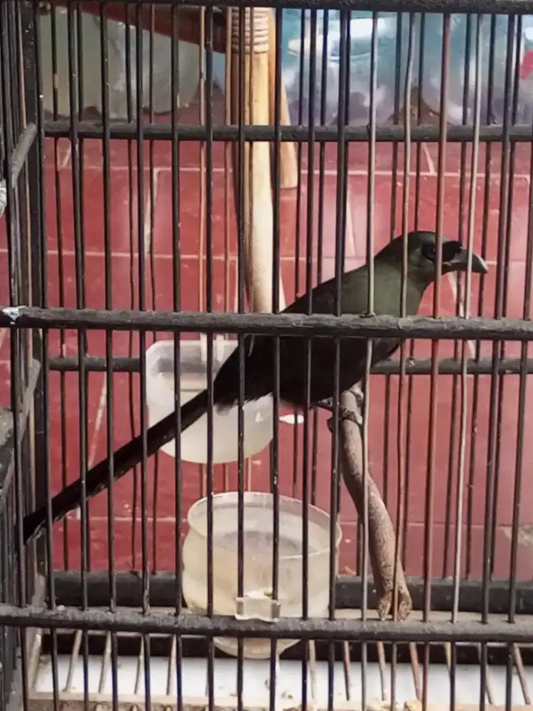 Murai irian brisik matanya biru ekor panjang mulus