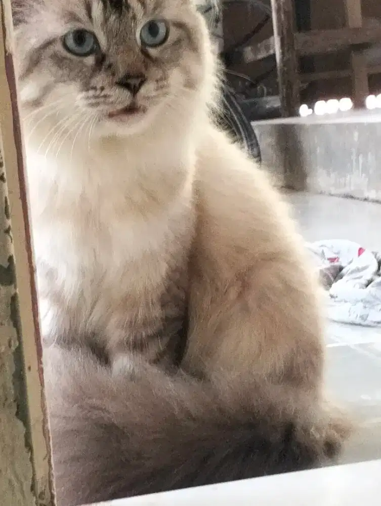 Free kandang besi&peralatannya,lepas adop kucing himalaya jantan sehat