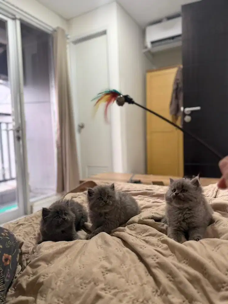 British Longhair/British Shorthair/Persia bigbone/