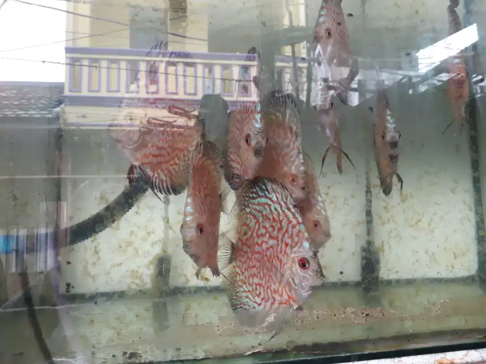 Ikan discus pigeon