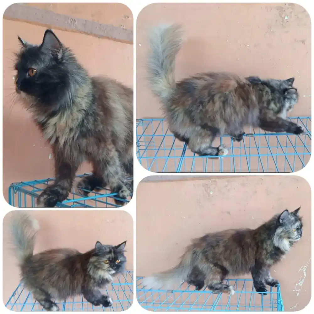 Betia dewasa Persia x MC