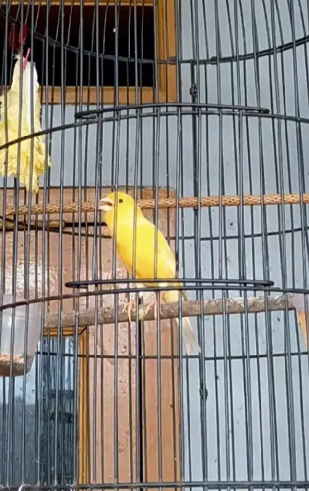 Burung kenari loper Gacor Fs