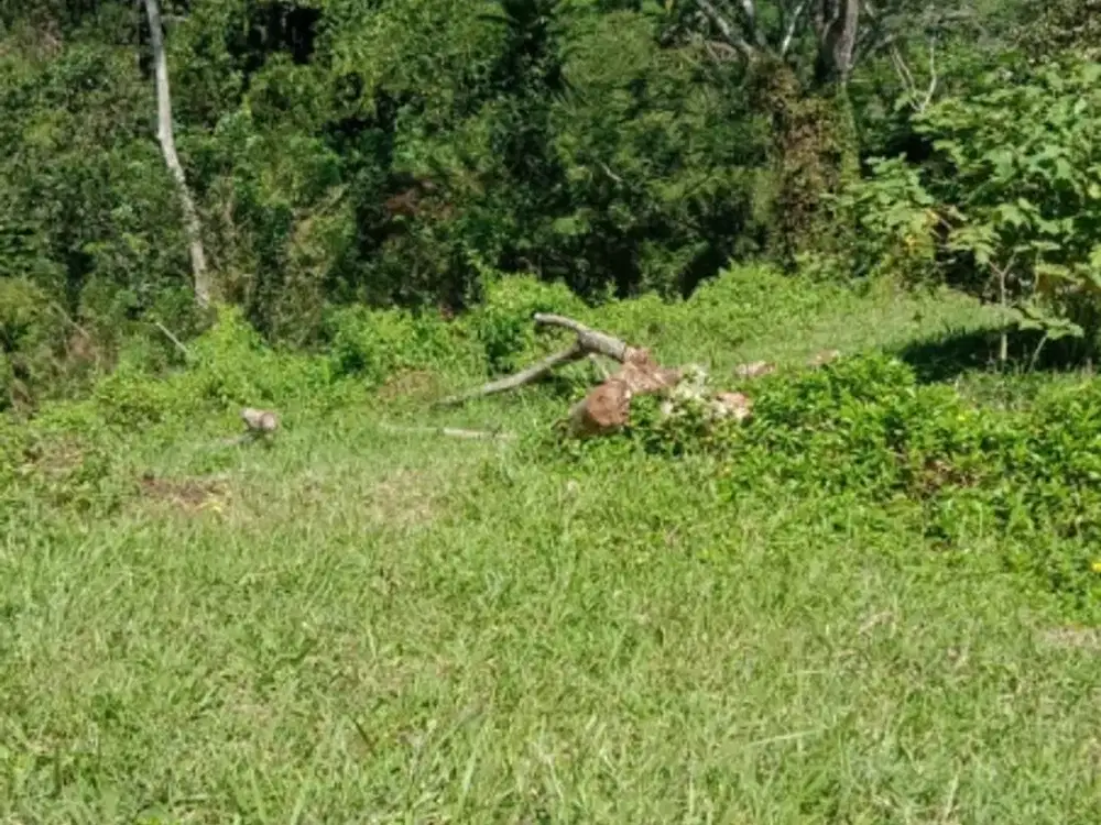 tanah siap bangun Tampaksiring Gianyar Bali