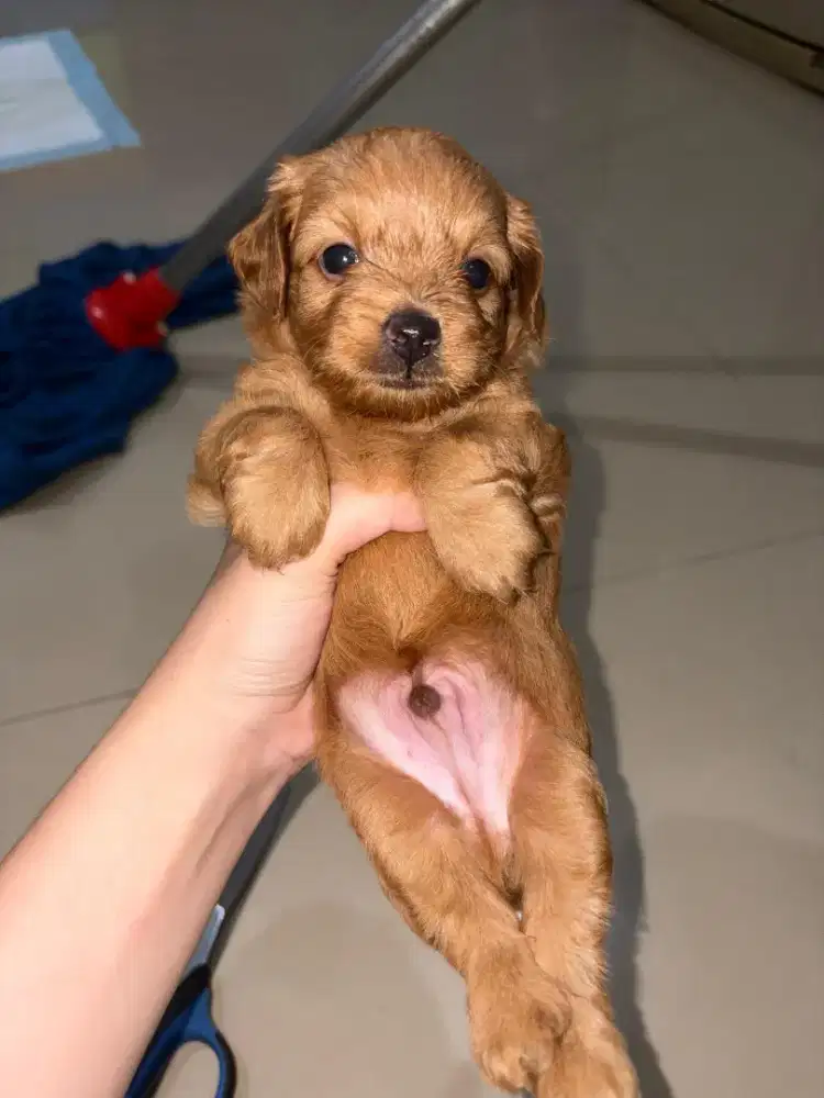 mini redpoodle x maltipo jantan usia 1 1/2 bln