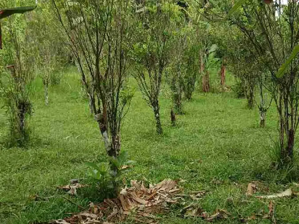 tanah cantik zona kuning di tegalalang Bali