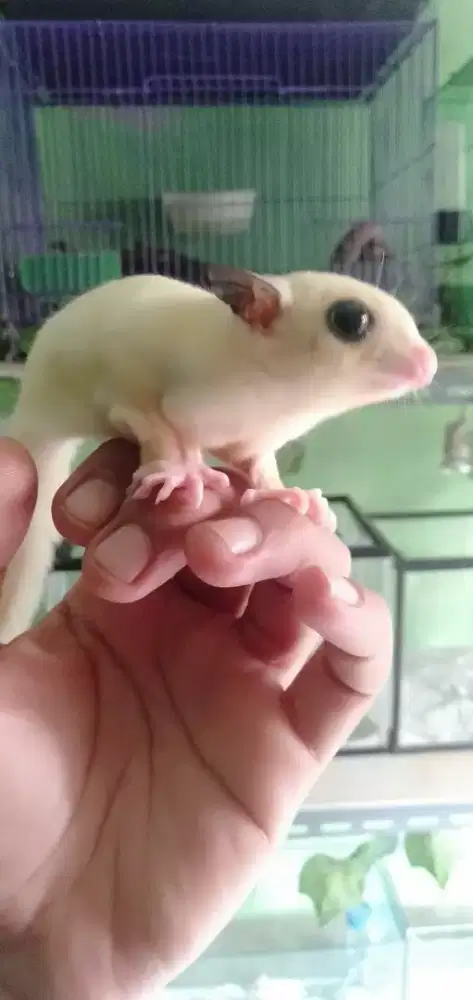 White mozaik jantan