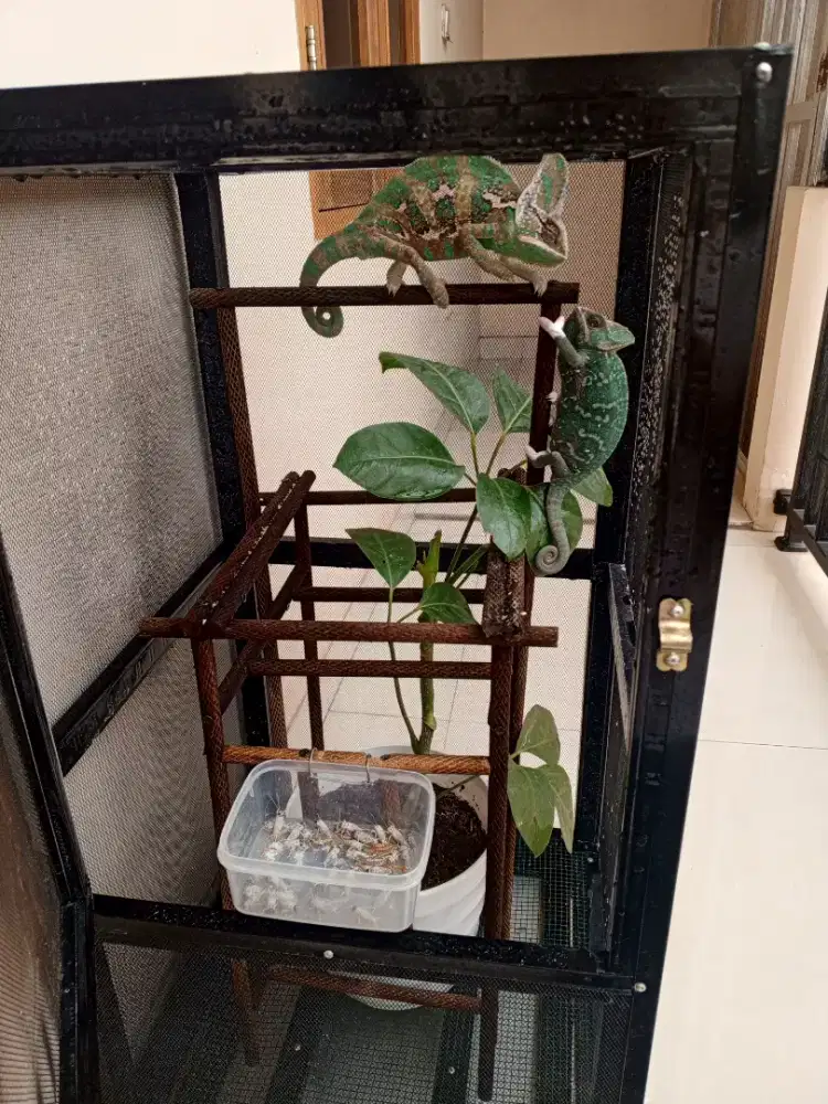 Chameleon veiled pair Sepasang