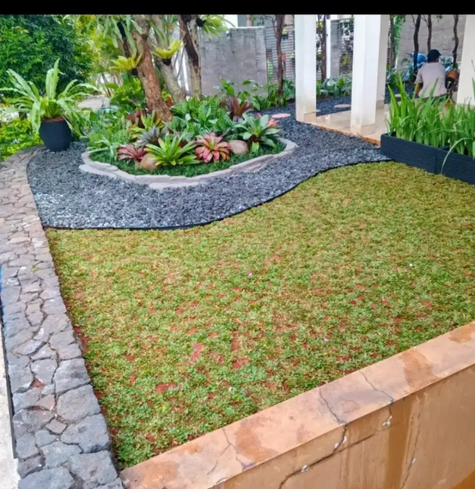 Rumput taman jenis gajah mini