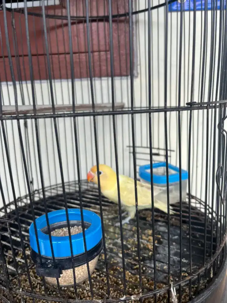 Burung Lovebird