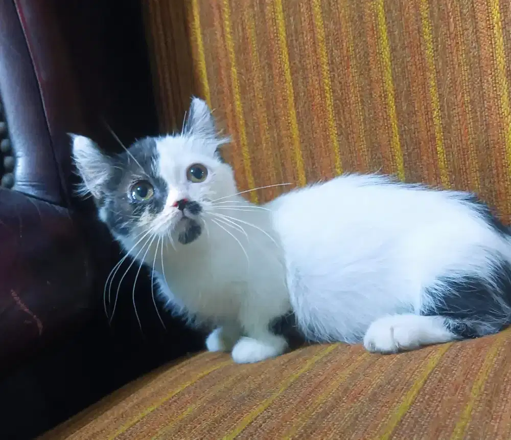 Kitten Munchkin kinkalow betina