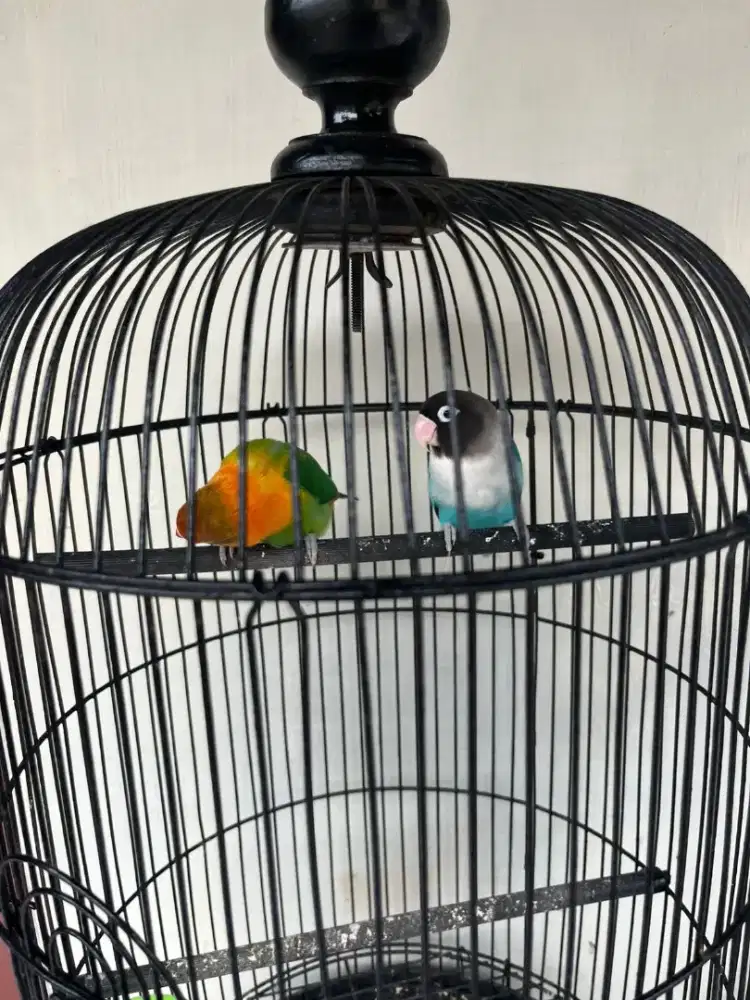 Burung Lovebird