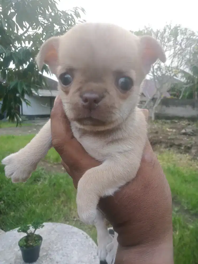 Anjing Chihuahua Original