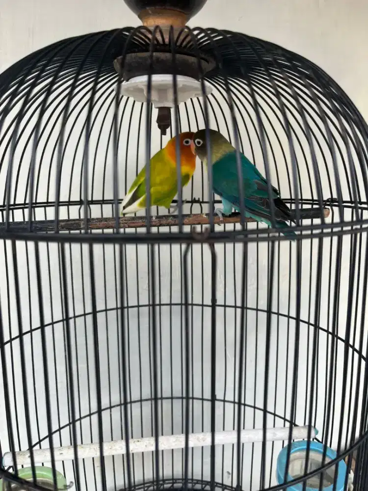 Burung Lovebird