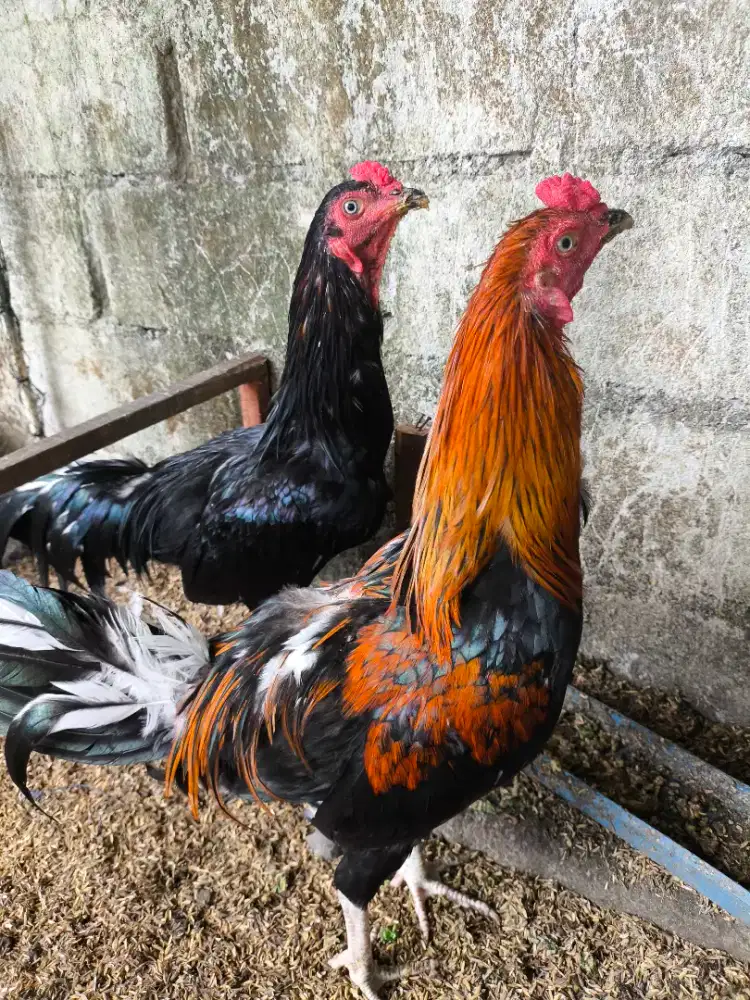 Jago kampung Jual Santai