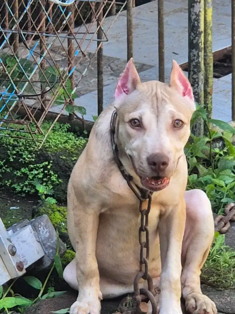 pitbull super cakep 4 bulan betina