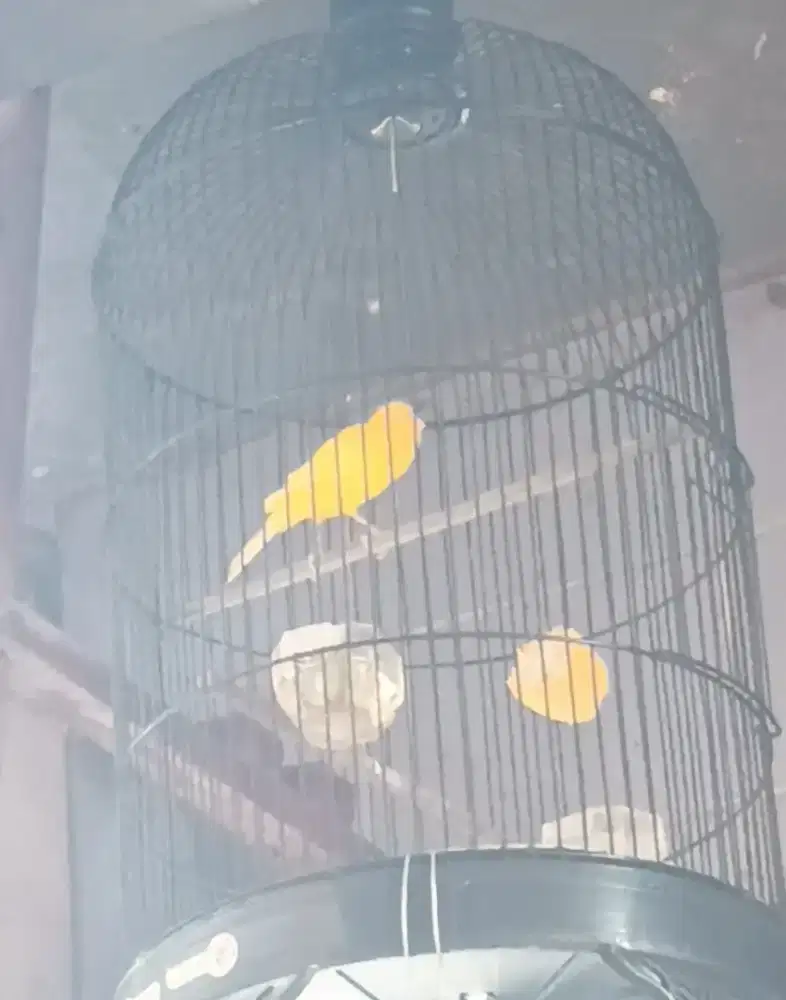Burung kenari Extrajos warna cerah loper