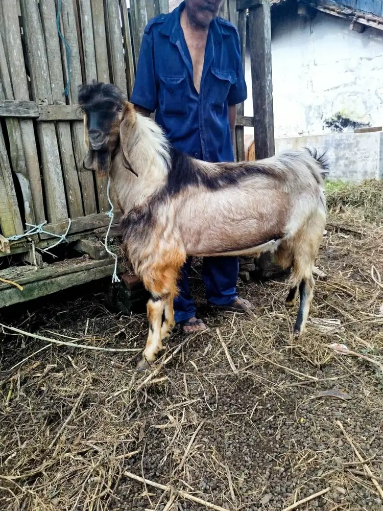 JUAL KAMBING KURBAN SEHAT SESUAI SYARIAT