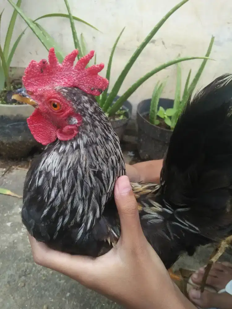 Ayam Jantan Jago Mini serama kate