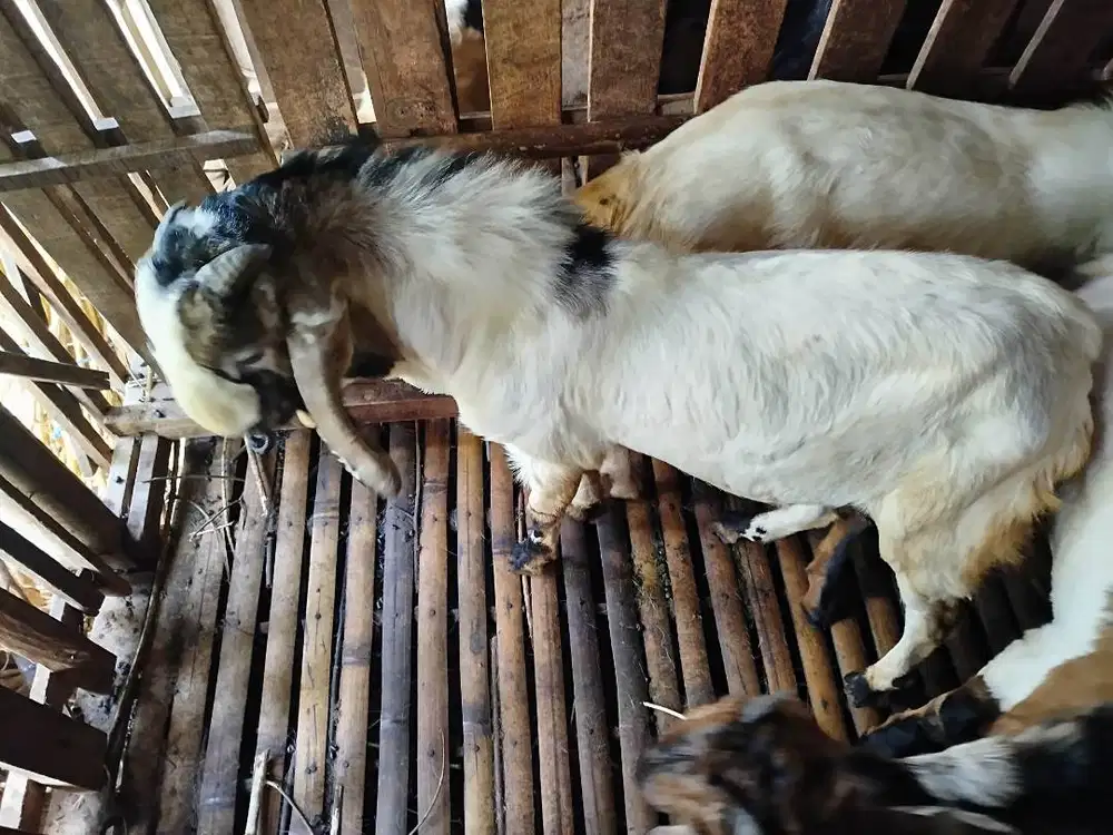Kambing Qurban 3 Jutaan