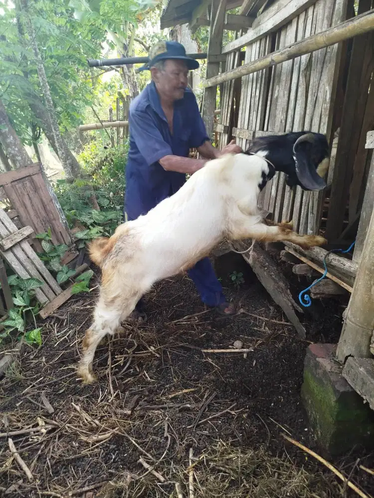 Kambing Qurban 3 Jutaan