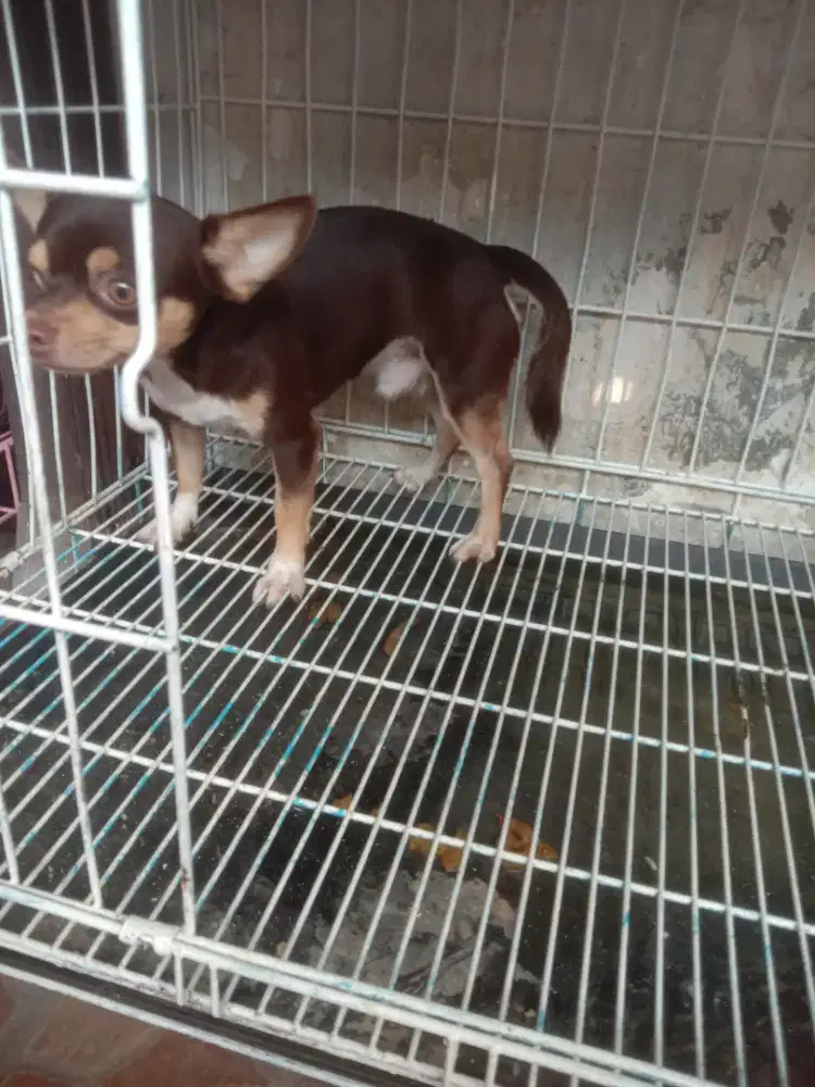 Jual CPT anakan Chihuahua jtn 8 bln normal