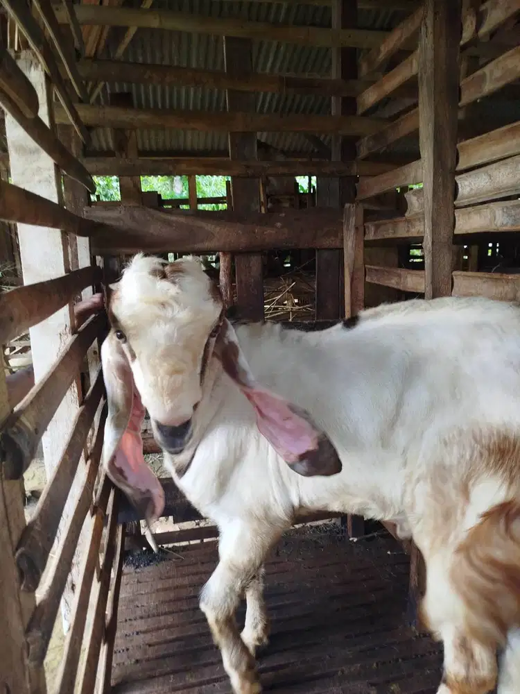 Kambing Qurban 3 Jutaan
