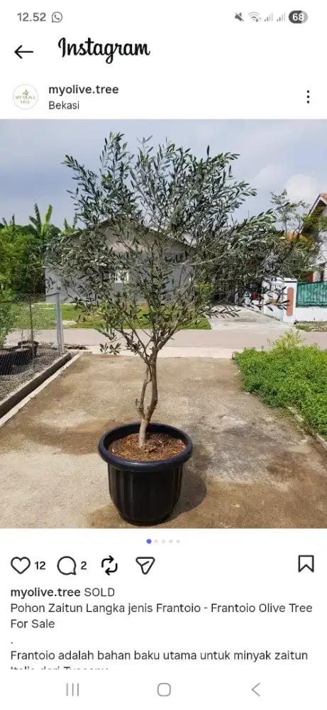 Tanaman hias zaitun - pohon zaitun tinggi 2meter