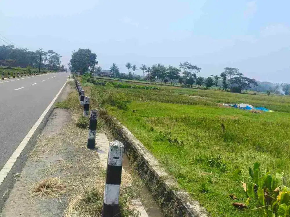 sawah SEndang agung minggir