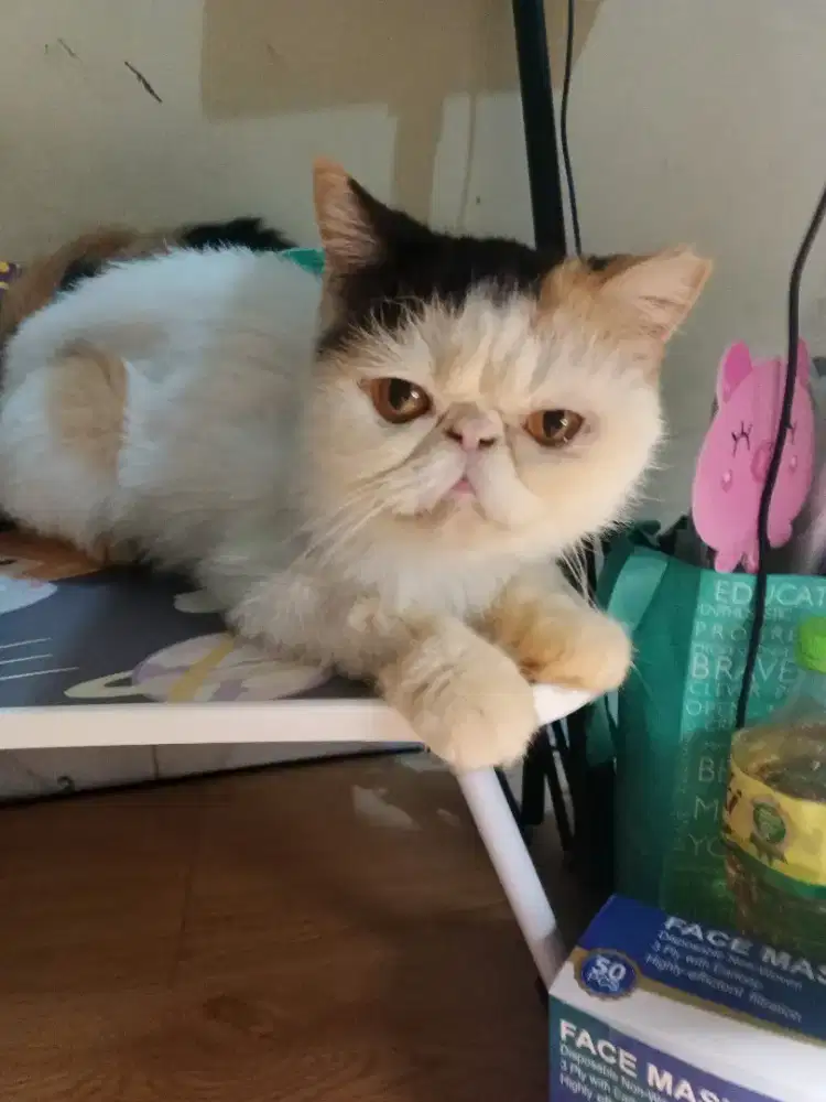 Kucing peaknose betina exotic short hari