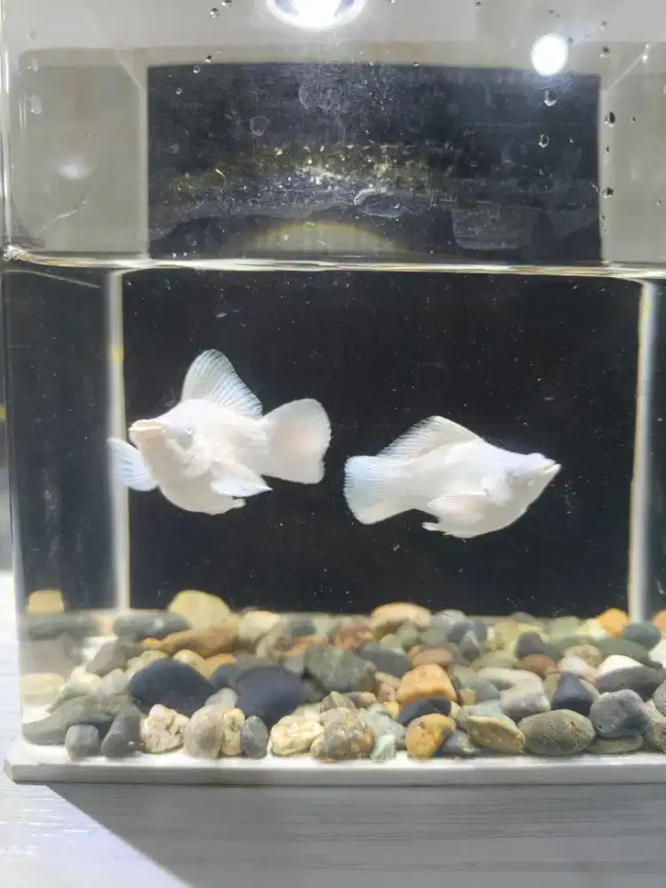 Ikan hias Molly
