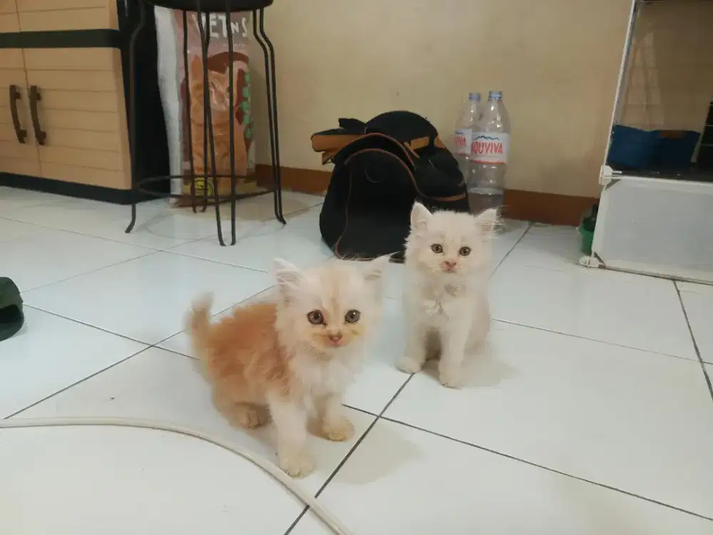 Kucing kitten persia 3 ekor / anggora / himalaya / peaknose / flatnose