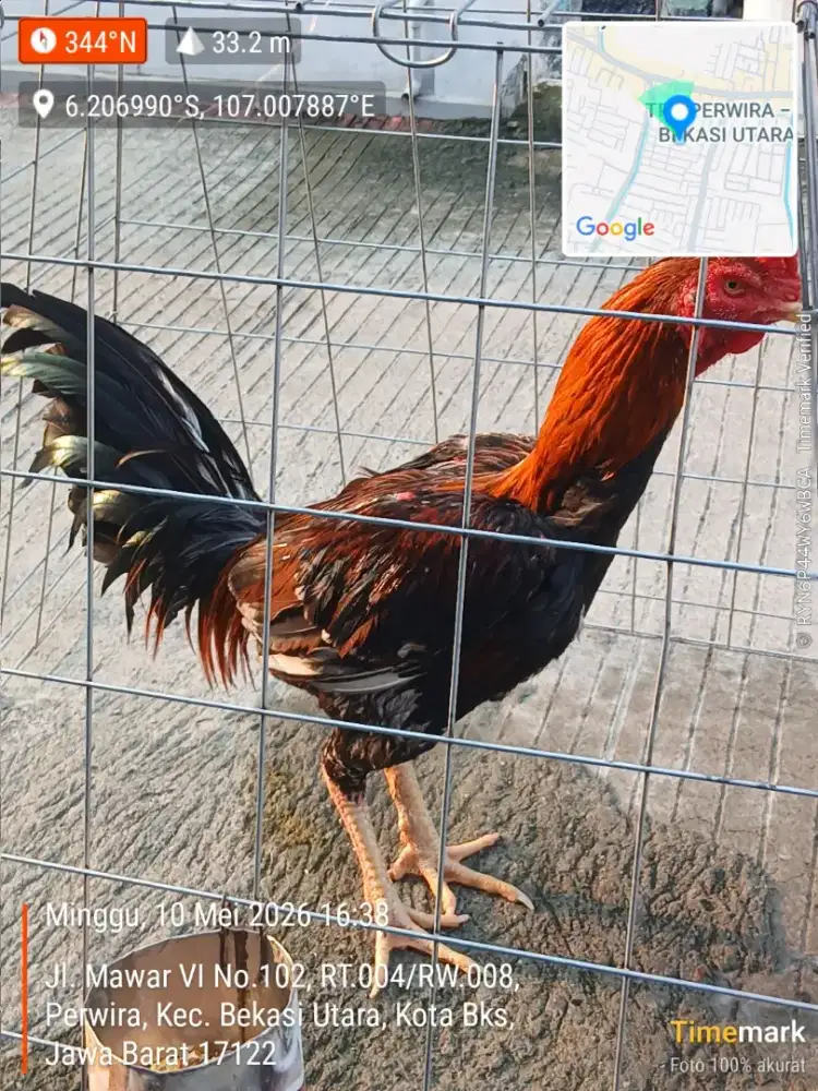 Ayam BK Selatan